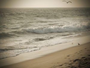 ocean with waves and bird flying