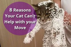 cats make bad movers