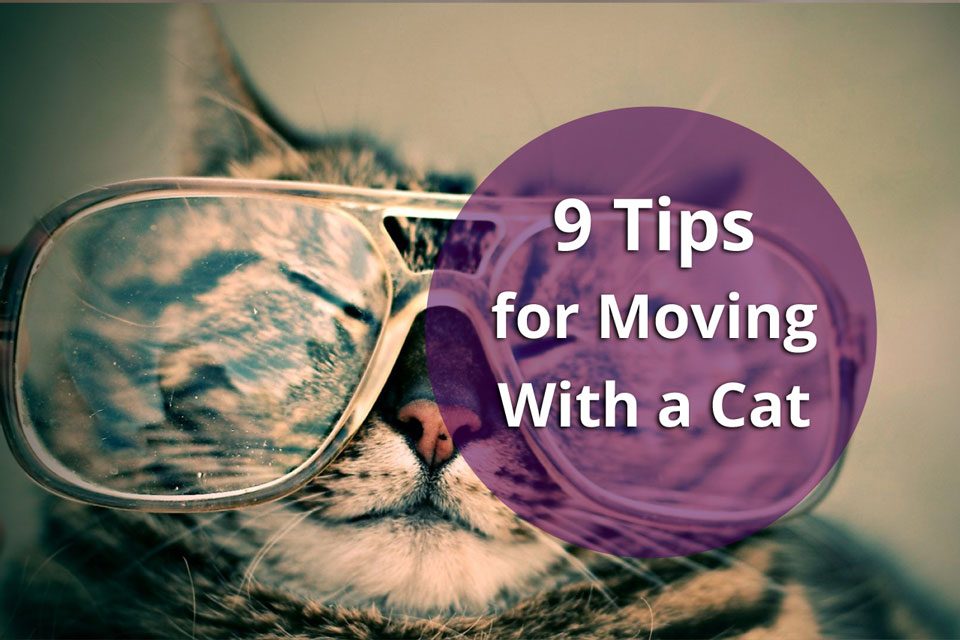 9 Tips to Help You Move with your Cat