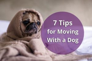 7 Tips to Move with a Dog